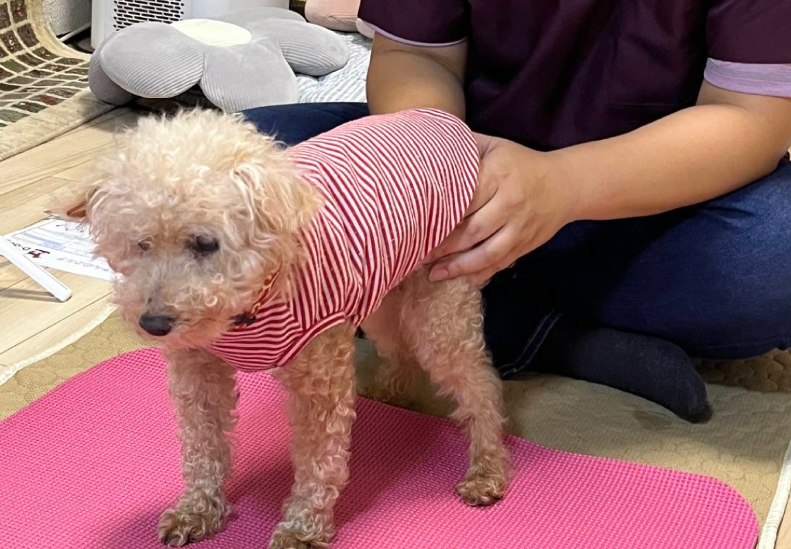 犬と過ごす様子