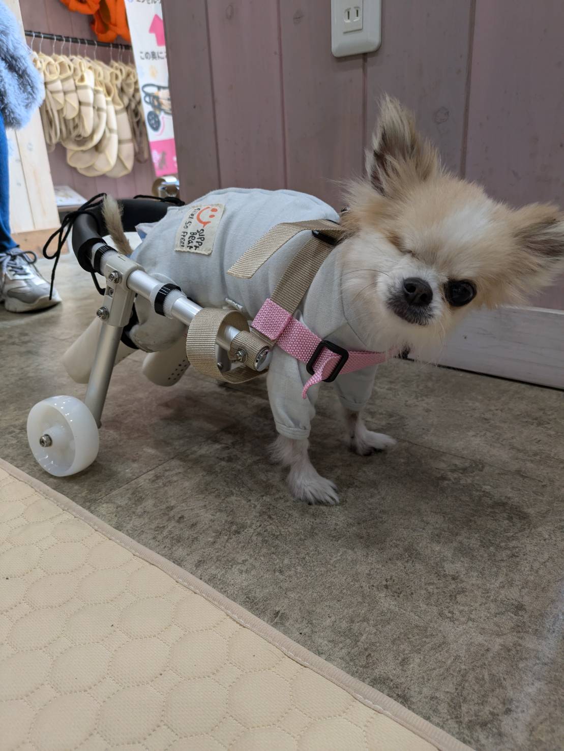 ふくちゃん（チワワ・5歳）車椅子ご利用の様子