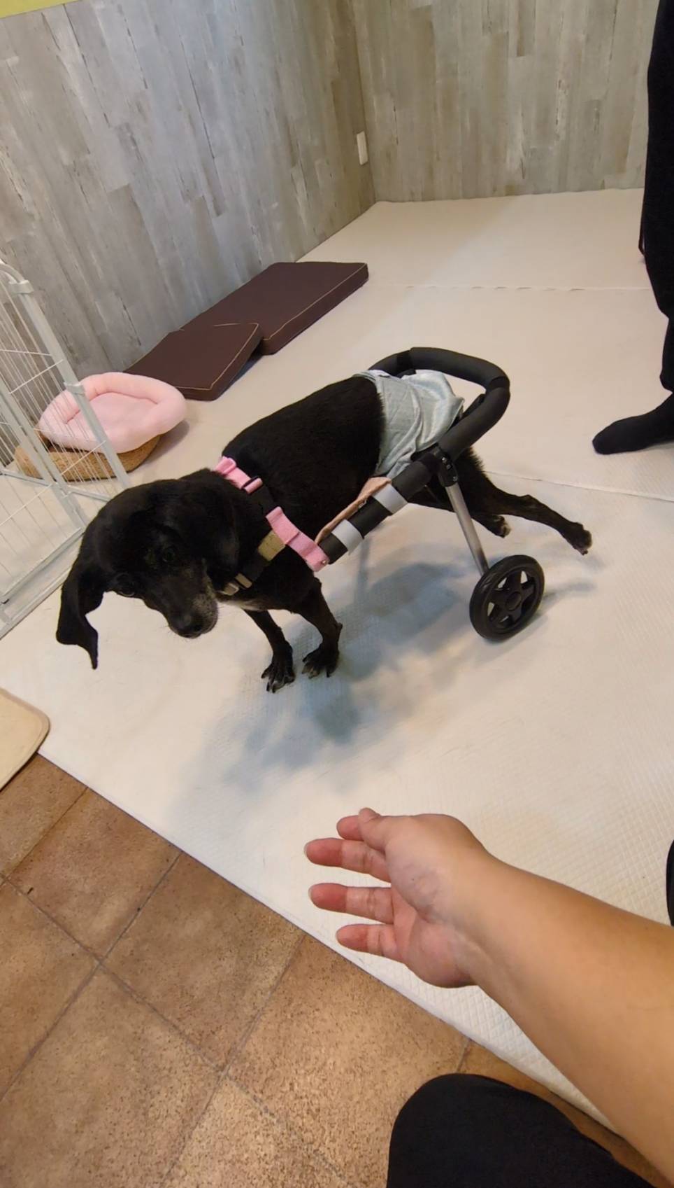 あゆみちゃん（ミックス）車椅子ご利用の様子