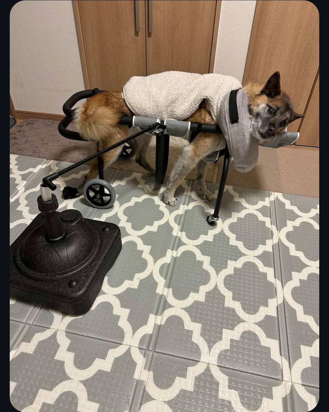 チョコちゃん（15歳）車椅子ご利用の様子