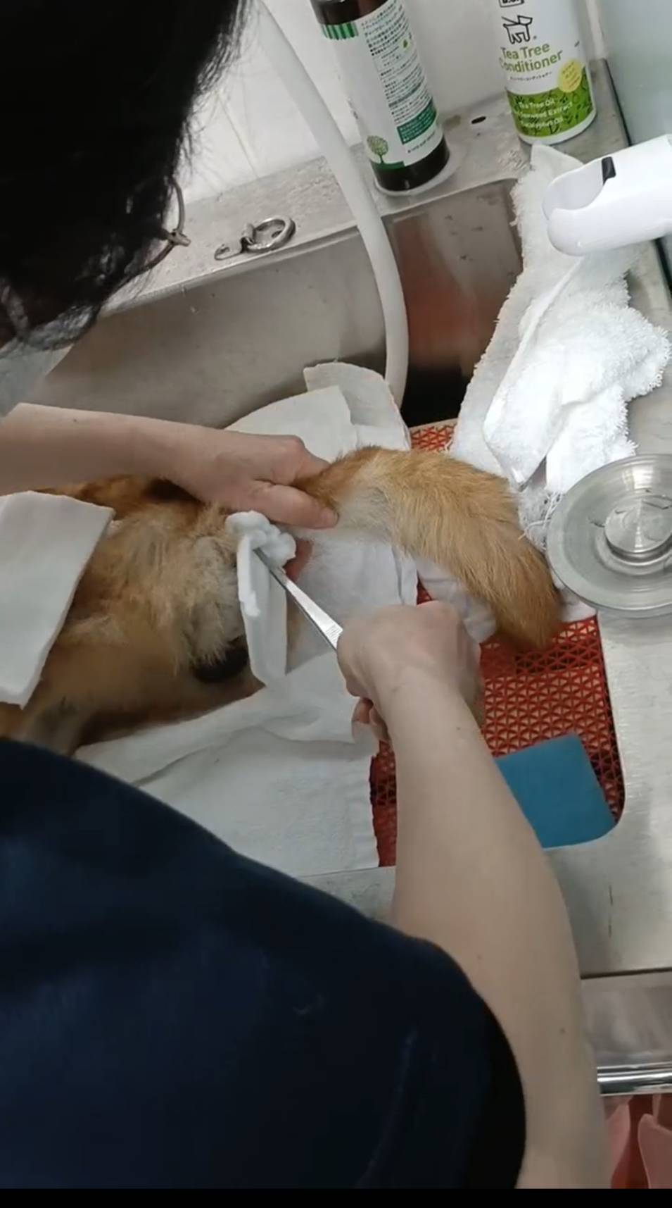 エンゼルケアグルーミングの様子7