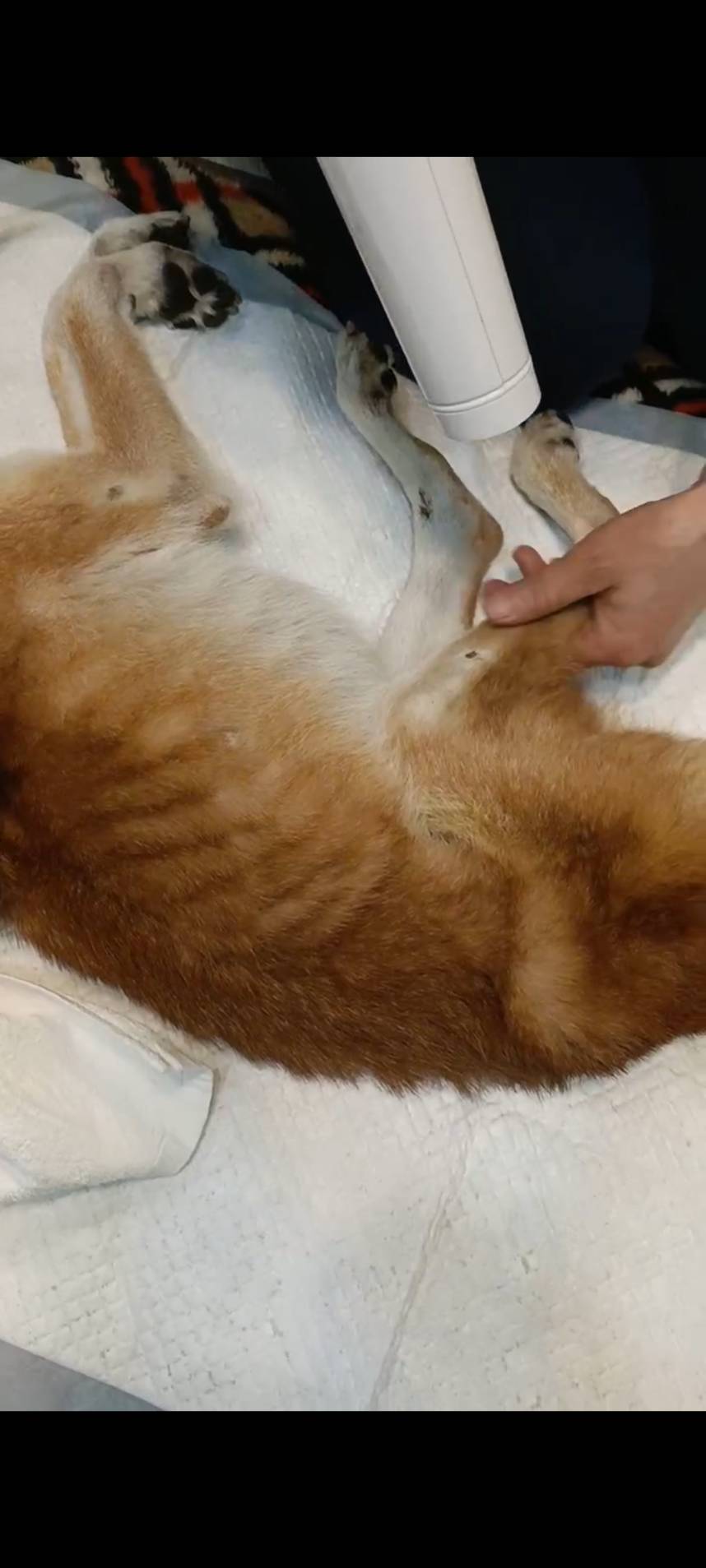 エンゼルケアグルーミングの様子4