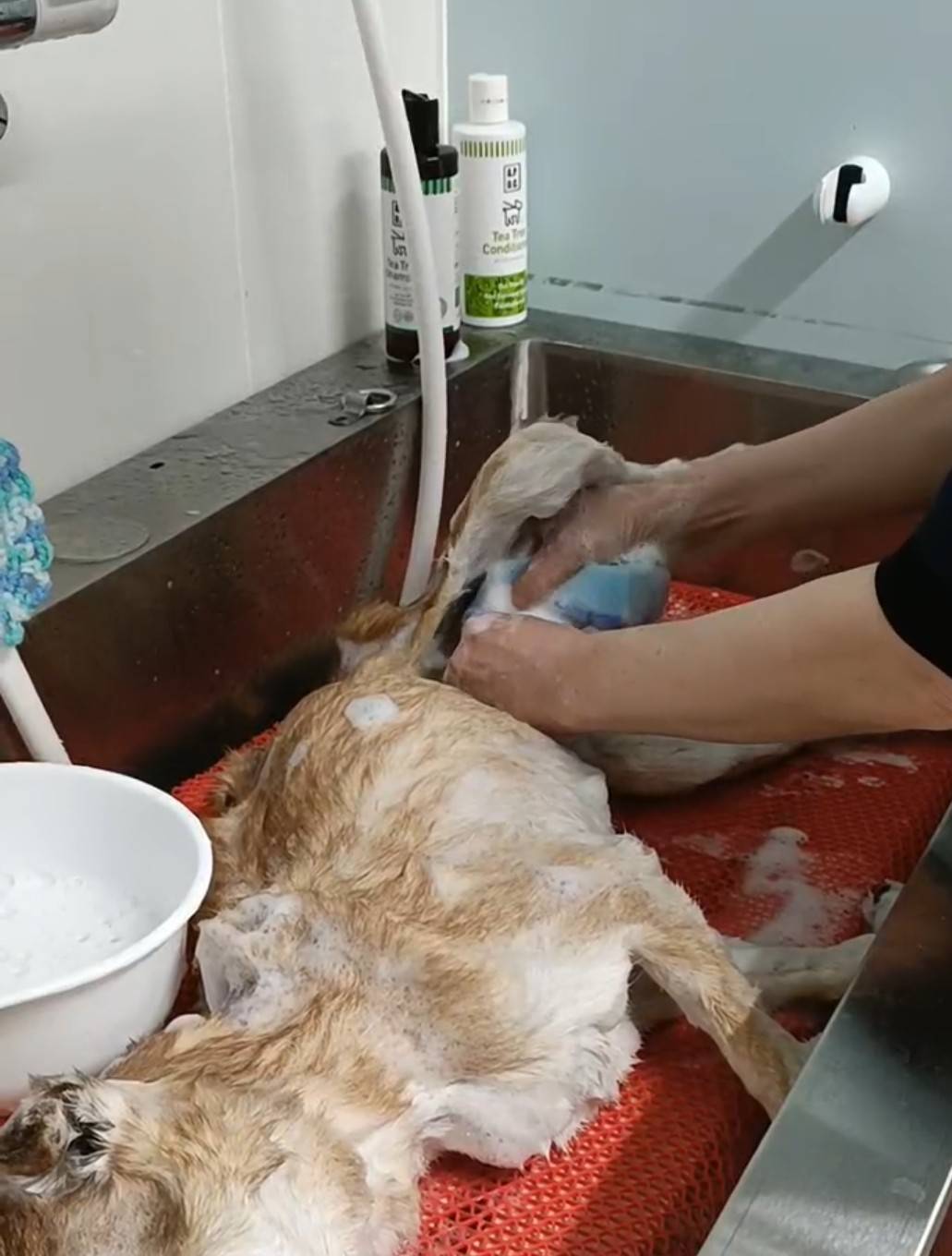 エンゼルケアグルーミングの様子5