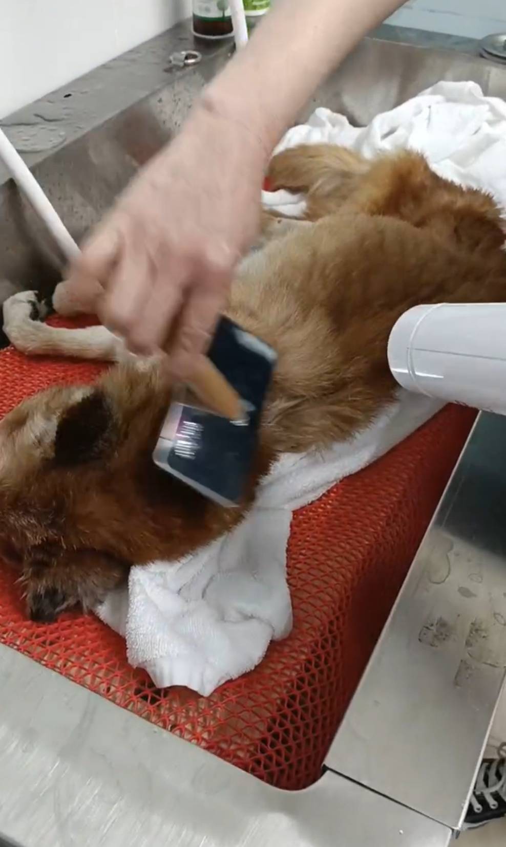 エンゼルケアグルーミングの様子2