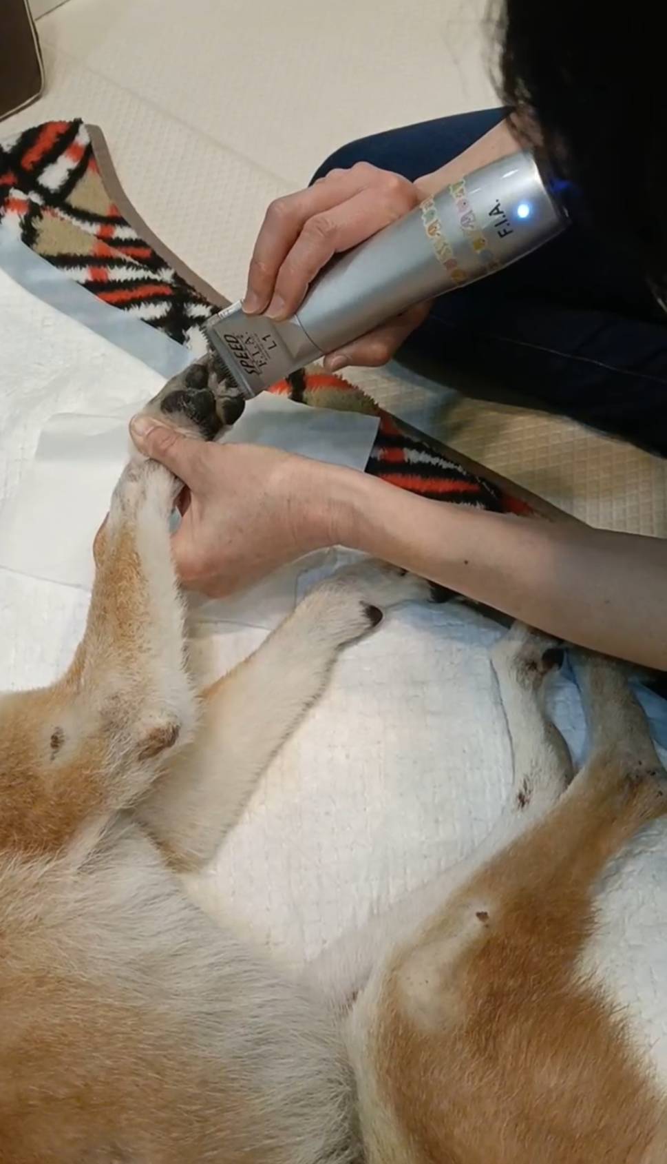 エンゼルケアグルーミングの様子6