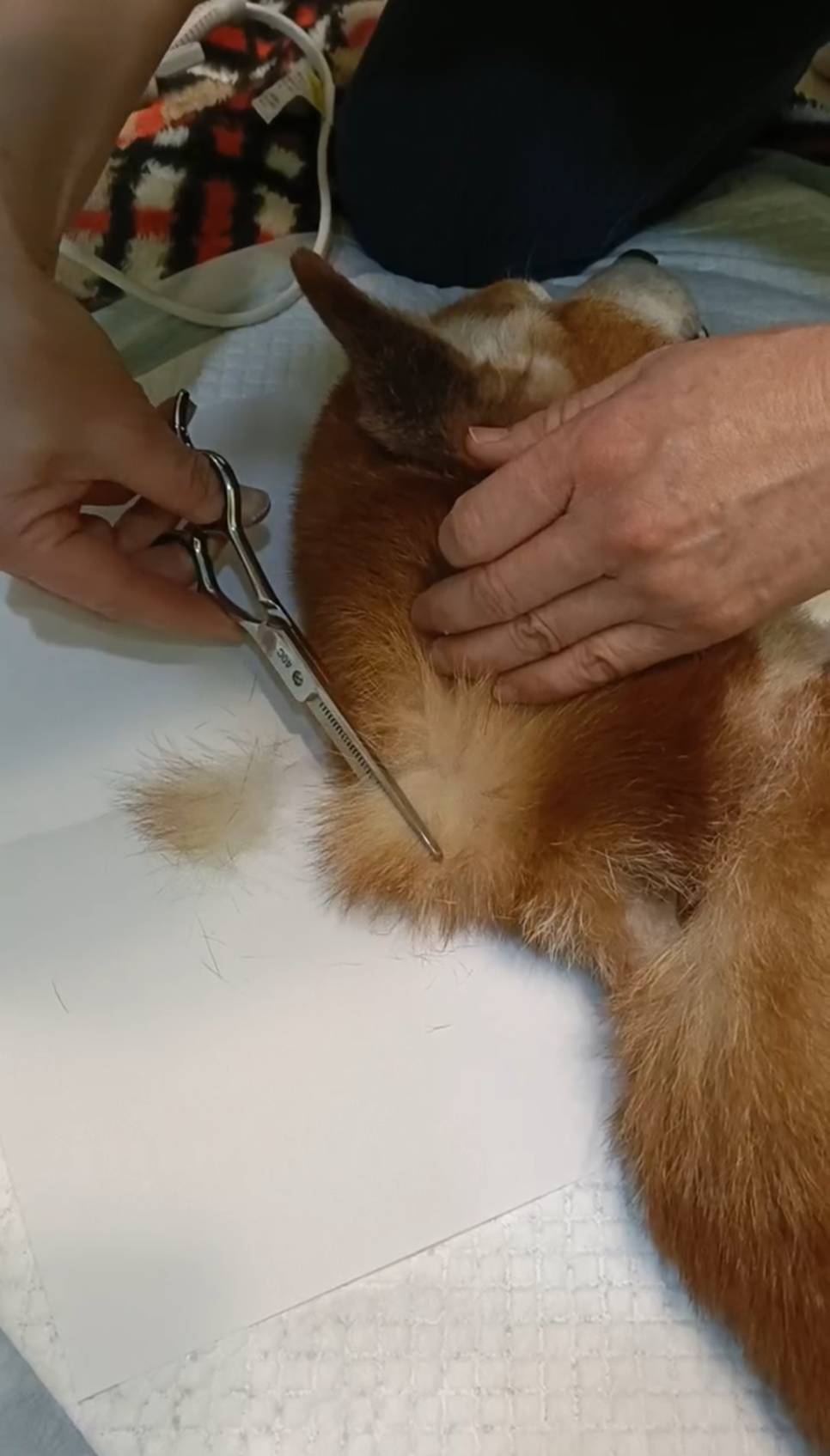 エンゼルケアグルーミングの様子3