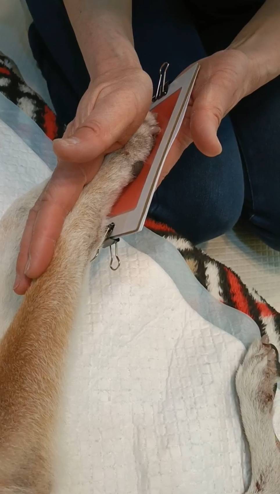 エンゼルケアグルーミングの様子1