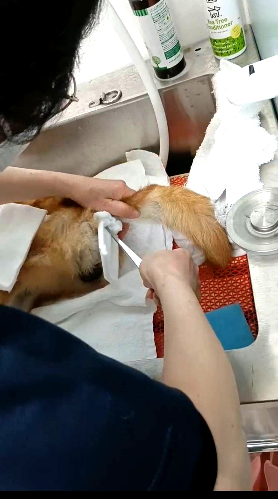 エンゼルケアグルーミングの様子7