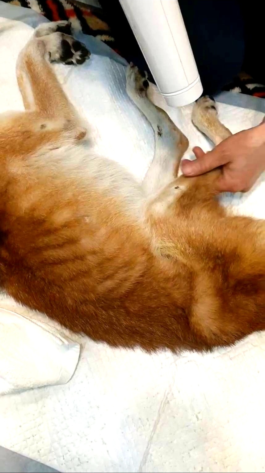 エンゼルケアグルーミングの様子4