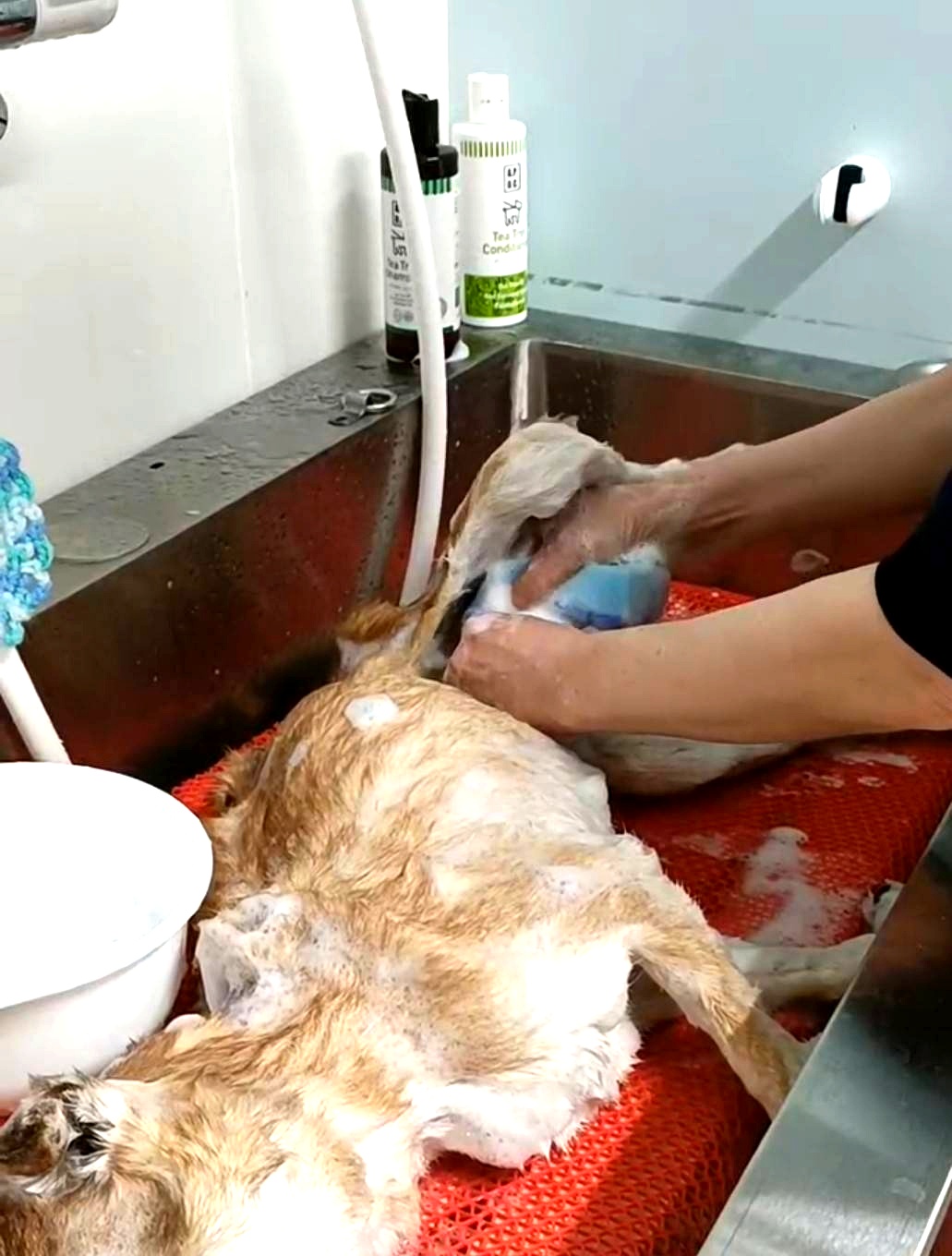 エンゼルケアグルーミングの様子5