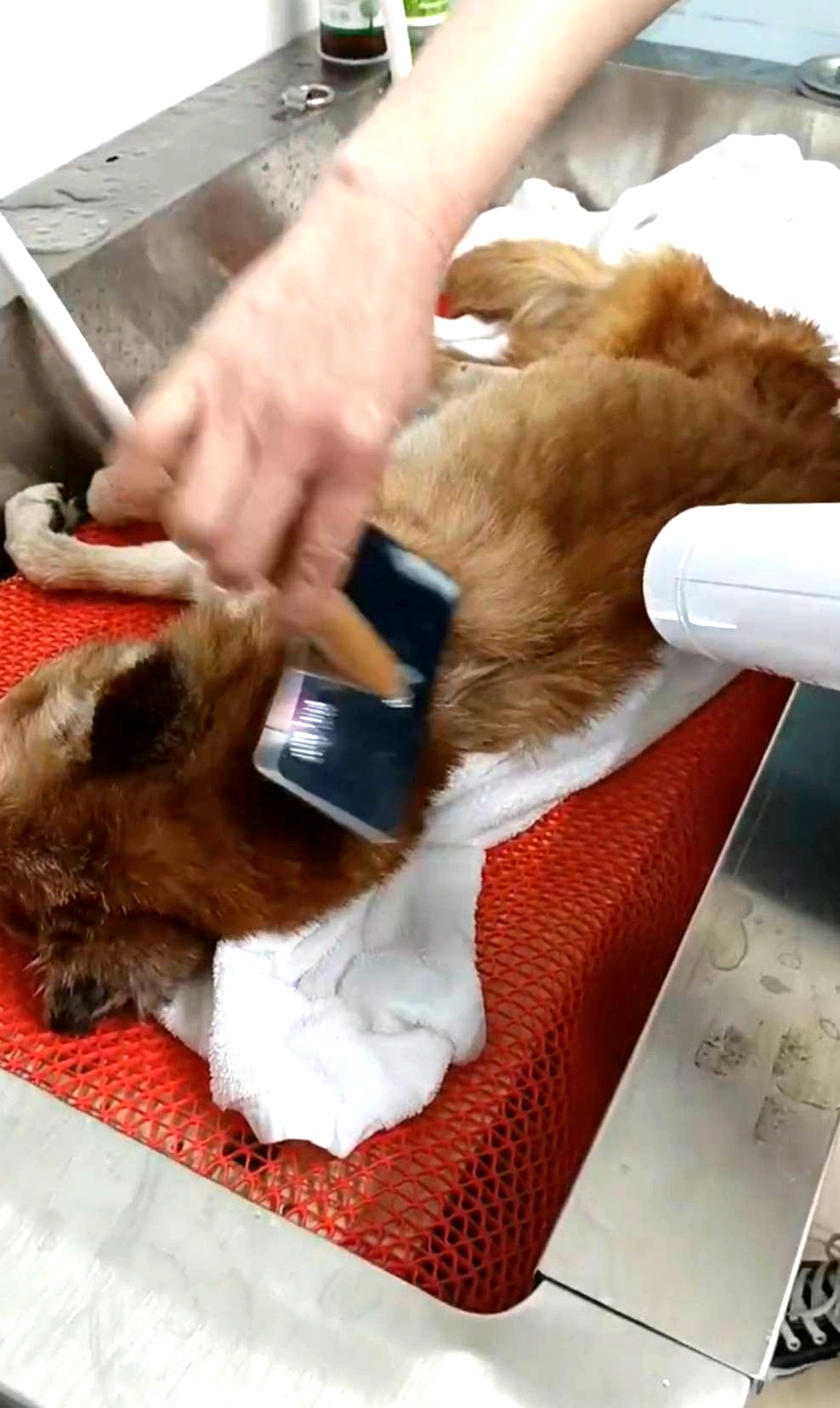 エンゼルケアグルーミングの様子2