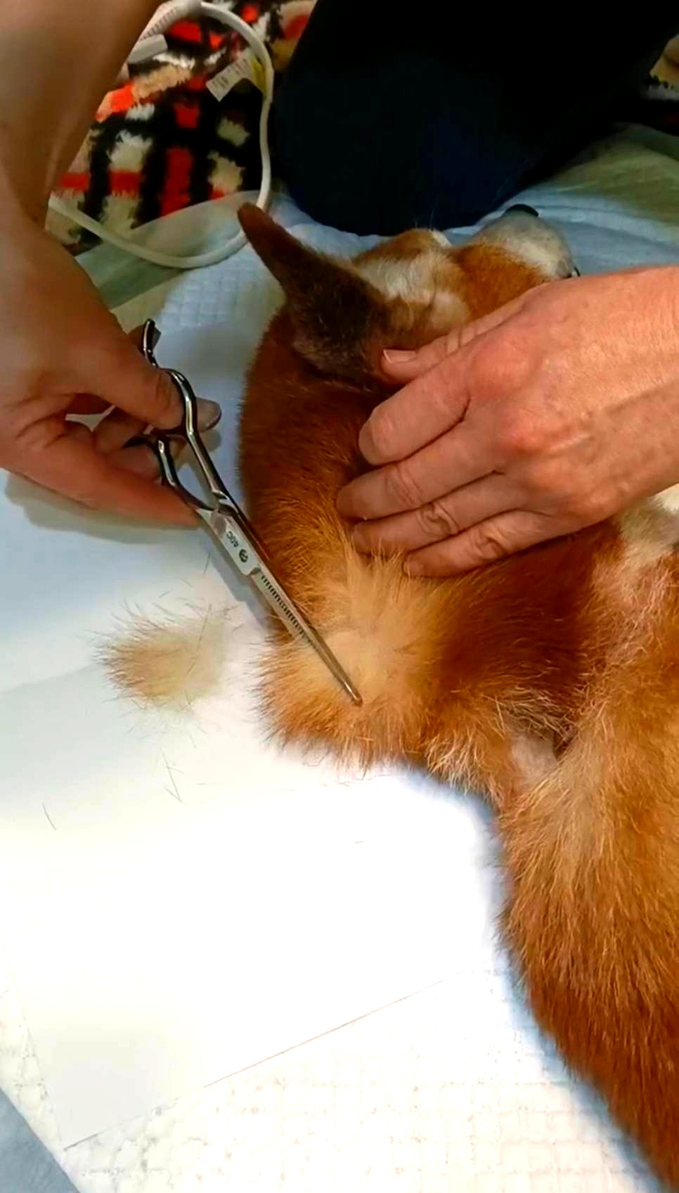 エンゼルケアグルーミングの様子3