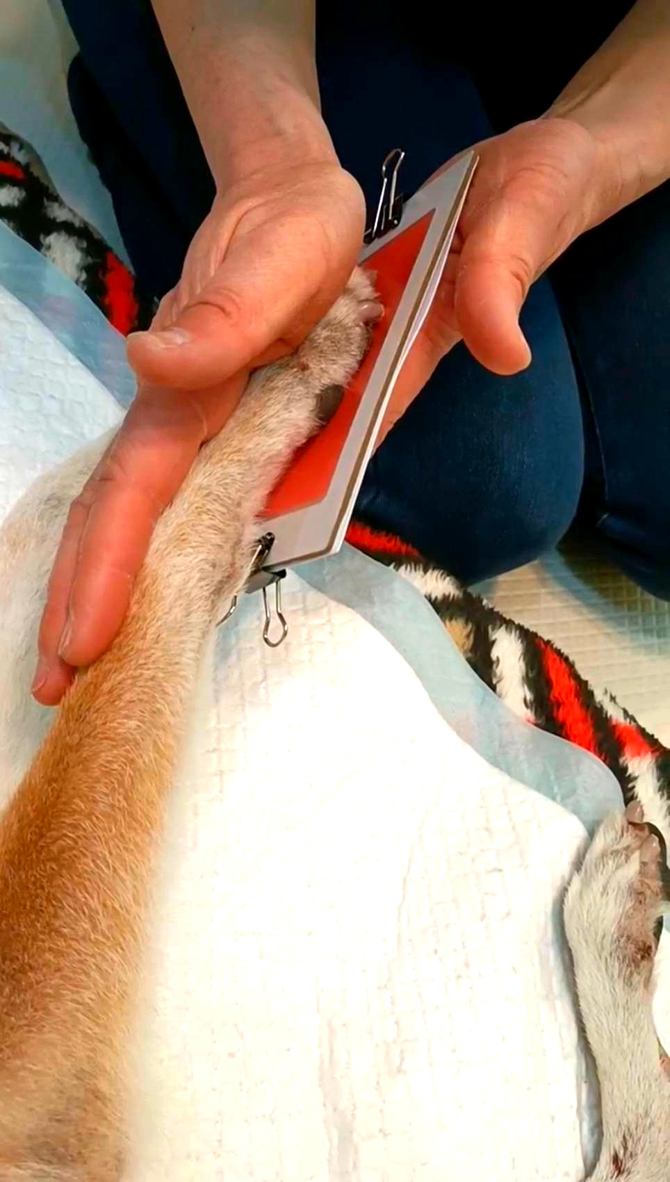 エンゼルケアグルーミングの様子1